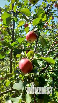 Дача 34м², 2-этажный, участок 6 сот.  