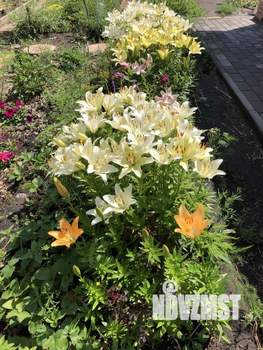 Дом 23м&sup2;, 1-этажный, участок 8 сот.  