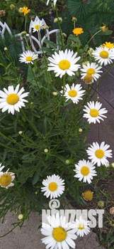 Дом 12м&sup2;, 1-этажный, участок 6 сот.  