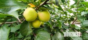 Дом 35м&sup2;, 1-этажный, участок 6 сот.  