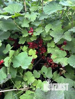 Дом 144м&sup2;, 2-этажный, участок 9 сот.  