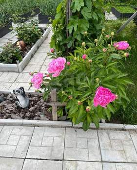 Дом 49м&sup2;, 2-этажный, участок 607 сот.  