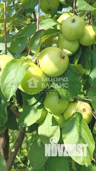 Дом 38м&sup2;, 2-этажный, участок 10 сот.  