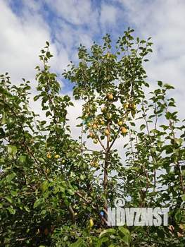 Дом 30м², 2-этажный, участок 6 сот.  