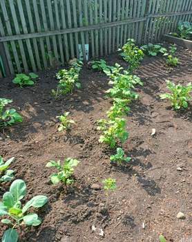 Дом 31м&sup2;, 1-этажный, участок 5 сот.  