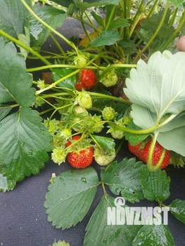 Дом 35м&sup2;, 2-этажный, участок 5 сот.  