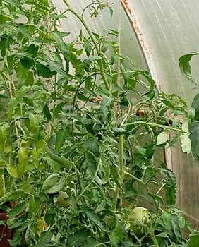 Дом 54м&sup2;, 2-этажный, участок 5 сот.  