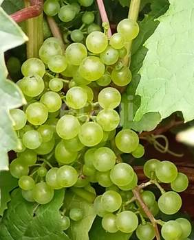 Дом 54м&sup2;, 2-этажный, участок 5 сот.  