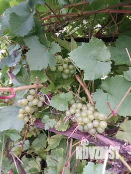 Дом 96м², 2-этажный, участок 15 сот.  