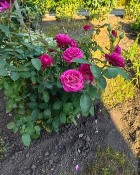 Дом 118м&sup2;, 2-этажный, участок 5 сот.  