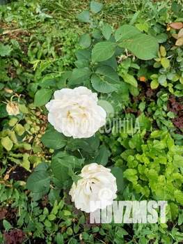 Дом 30м&sup2;, 1-этажный, участок 7 сот.  