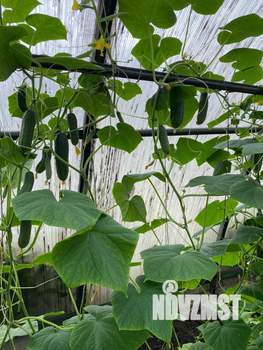 Дом 30м&sup2;, 1-этажный, участок 6 сот.  