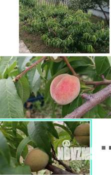 Дом 96м&sup2;, 2-этажный, участок 15 сот.  