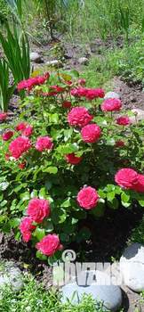 Коттедж 89м&sup2;, 1-этажный, участок 6 сот.  