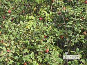 Дом 25м&sup2;, 1-этажный, участок 4 сот.  