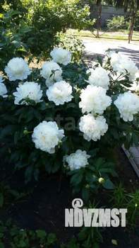 Дача 42м², 1-этажный, участок 852 сот.  