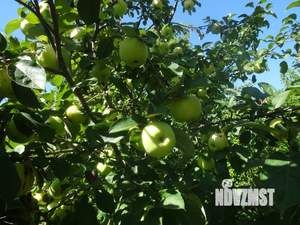 Дом 15м&sup2;, 1-этажный, участок 5 сот.  