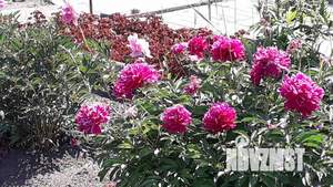 Дом 65м&sup2;, 2-этажный, участок 6 сот.  