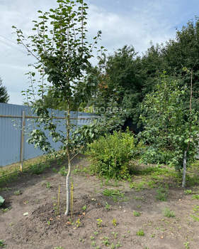 Дом 72м², 2-этажный, участок 8 сот.  