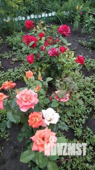 Дом 26м&sup2;, 1-этажный, участок 4 сот.  