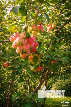 Дом 70м&sup2;, 2-этажный, участок 7 сот.  