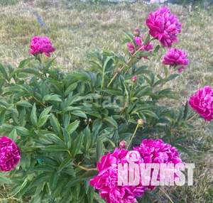 Дом 42м², 2-этажный, участок 5 сот.  