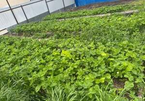 Дом 88м&sup2;, 1-этажный, участок 9 сот.  