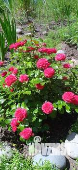 Коттедж 89м², 1-этажный, участок 6 сот.  