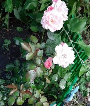 Дом 72м&sup2;, 1-этажный, участок 6 сот.  