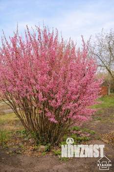 Дом 70м&sup2;, 2-этажный, участок 7 сот.  