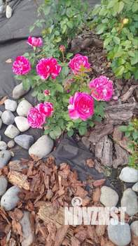 Дом 50м&sup2;, 1-этажный, участок 5 сот.  