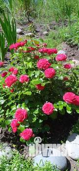 Коттедж 89м&sup2;, 1-этажный, участок 6 сот.  